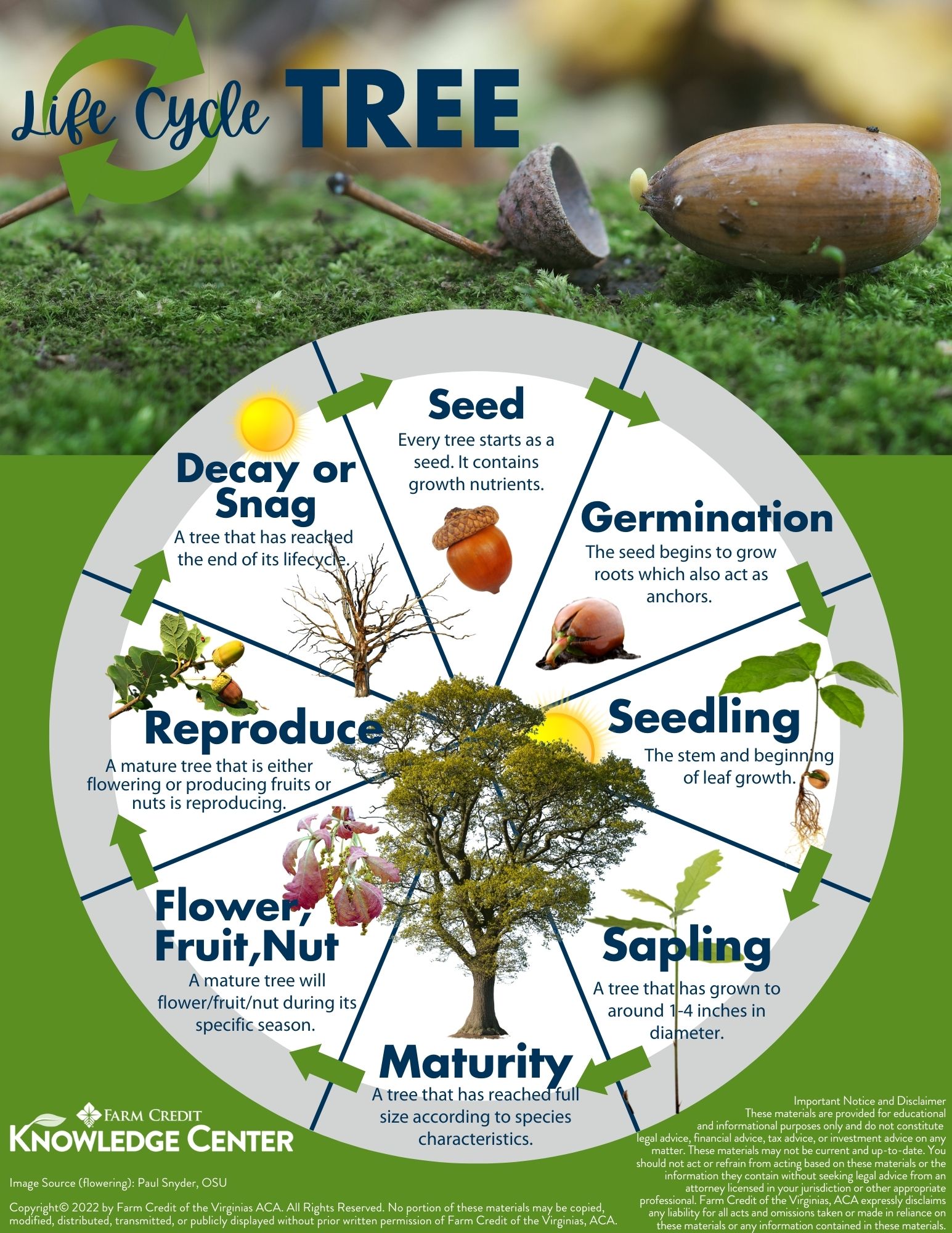 The Tree Lifecycle From Seed to Decay Farm Credit of the Virginias